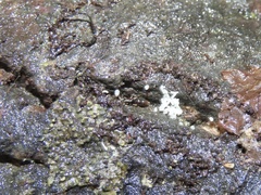 Ponera pennsylvanica