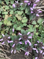 Lamium purpureum purpureum
