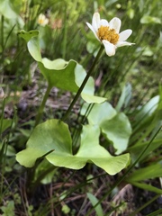Caltha biflora