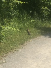 Sylvilagus floridanus