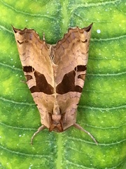 Phlogophora periculosa