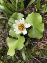 Caltha biflora