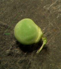 Vicia sativa nigra