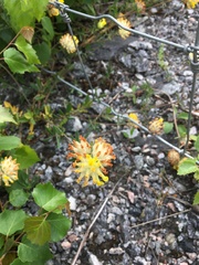 Anthyllis vulneraria