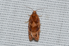 Argyrotaenia hodgesi