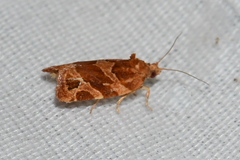 Argyrotaenia hodgesi