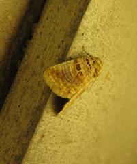 Diastema tigris