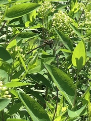 Cordulegaster obliqua