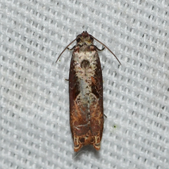 Episimus tyrius
