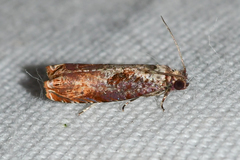 Episimus tyrius