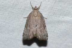 Cutina albopunctella