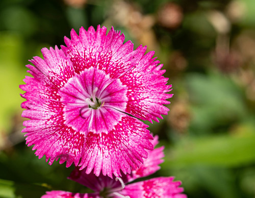Dianthus chinensis × barbatus