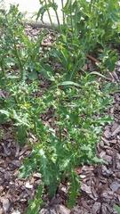 Cirsium arvense vestitum