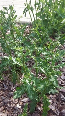Cirsium arvense vestitum