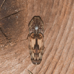 Pherhimius fascicularis