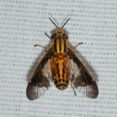 Chrysops vittatus