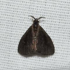 Cryptothelea gloverii