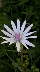 Scorzonera rosea