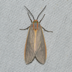 Pygarctia abdominalis