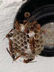 Polistes weyrauchorum