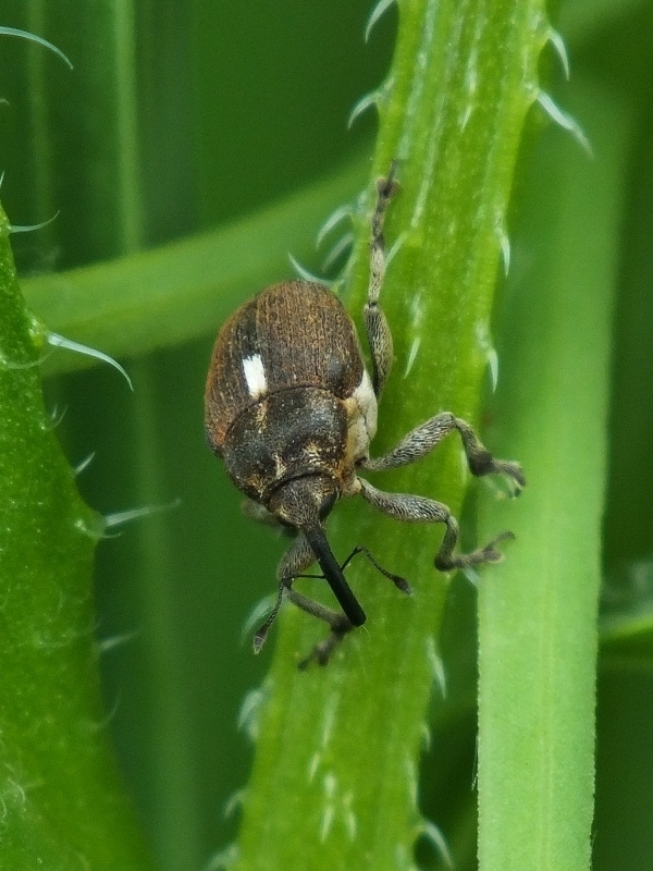 Glocianus herbsti