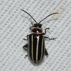 Disonycha pensylvanica