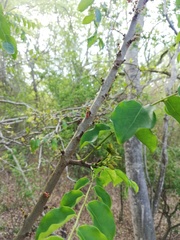 Pterocarpus