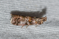 Dioryctria pygmaeella