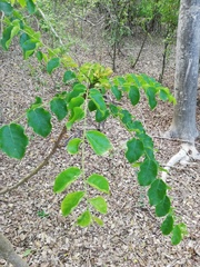 Pterocarpus