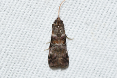 Dioryctria pygmaeella