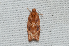 Argyrotaenia hodgesi