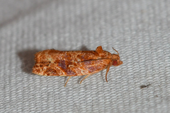 Argyrotaenia hodgesi