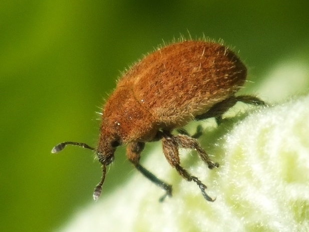 Lachnaeus crinitus