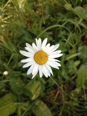 Leucanthemum vulgare