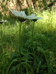 Leucanthemum vulgare