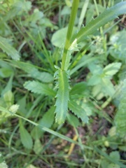 Leucanthemum vulgare