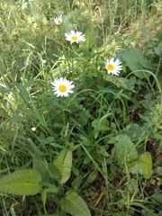 Leucanthemum vulgare