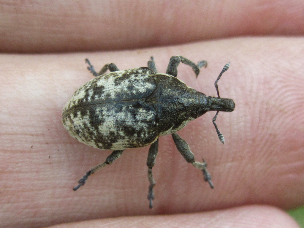 Larinus vulpes