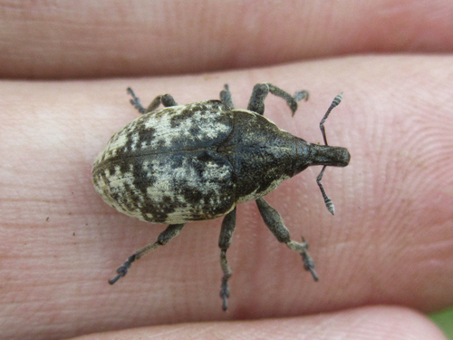 Larinus vulpes