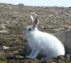 Lepus arcticus