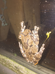 Hyla chrysoscelis