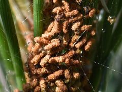 Acantholyda hieroglyphica