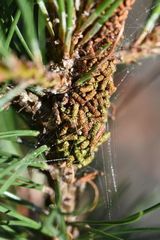 Acantholyda hieroglyphica