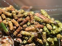 Acantholyda hieroglyphica