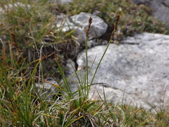 Carex simpliciuscula