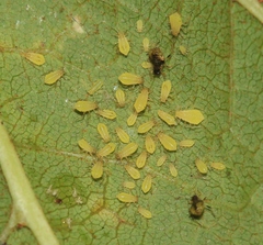 Periphyllus testudinaceus