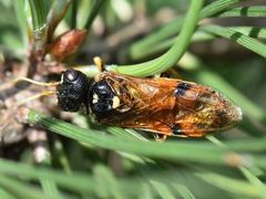 Acantholyda hieroglyphica