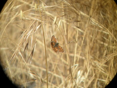 Chlosyne gabbii atrifasciata
