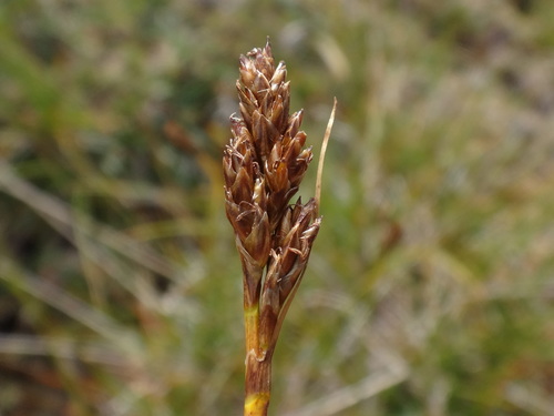 simple bog sedge (Kobresia simpliciuscula)