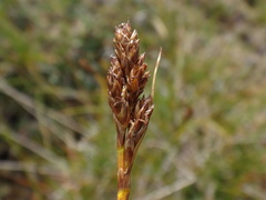 Carex simpliciuscula